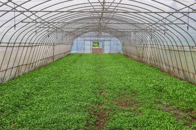 守“沪”百余所学校餐桌松江这个蔬菜基地采收正忙(图2)