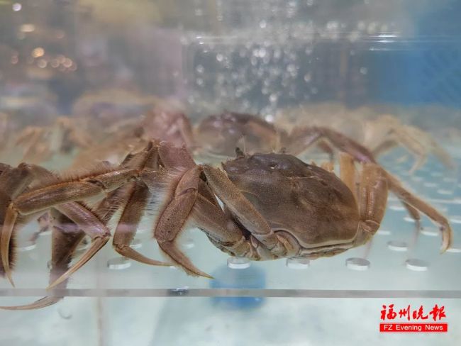 阳澄湖大闸蟹大量热死精品价涨4成中秋餐桌“鲜”受影响(图1)