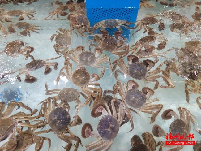 阳澄湖大闸蟹大量热死精品价涨4成中秋餐桌“鲜”受影响(图2)