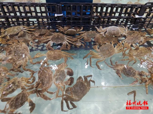 阳澄湖大闸蟹大量热死精品价涨4成中秋餐桌“鲜”受影响(图3)