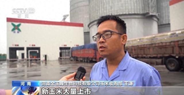 玉米丰收背后的产业链有多长从田间到餐桌的蜕变(图1)