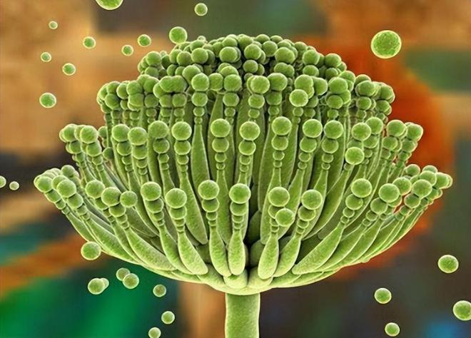 被列为2A级的致癌物竟每天开云体育都在餐桌上如何降低饮食风险？(图12)