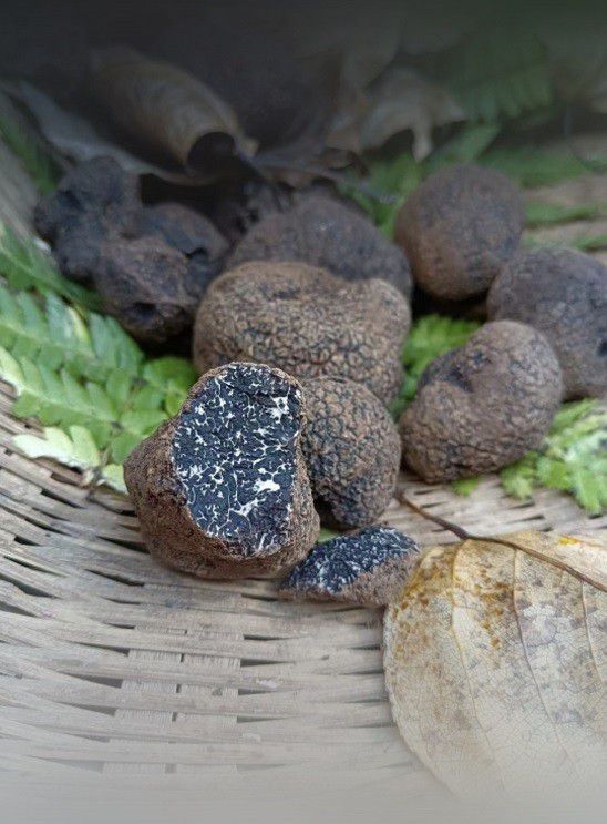 把米其林餐桌上的黑色奇迹百山祖黑松露酱搬回家(图1)