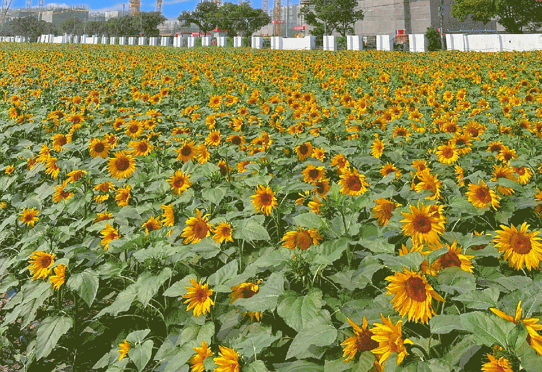 尚湾林语（2024年尚湾林语）网站-楼盘详情-户型配套开云体育(图15)