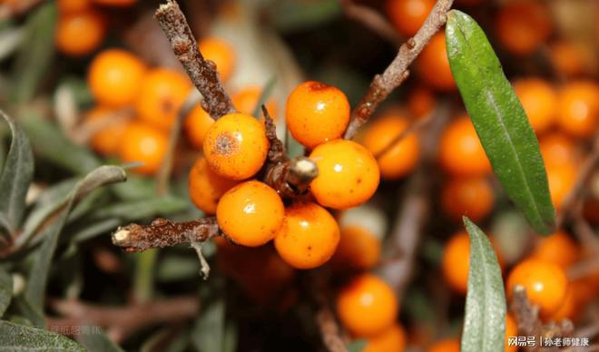 伤肾最厉害的一肉一菜一茶就在你家的餐桌上！(图1)