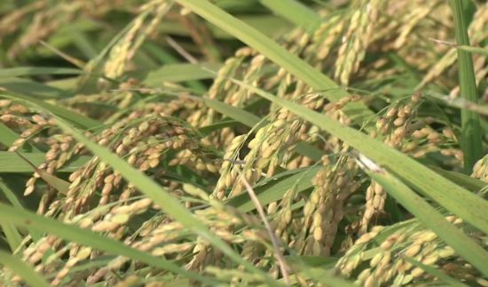 又是一年丰收季长三角特色农产品从田间到餐桌(图2)