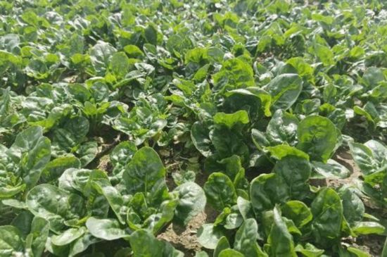 又是一年丰收季长三角特色农产品从田间到餐桌(图3)