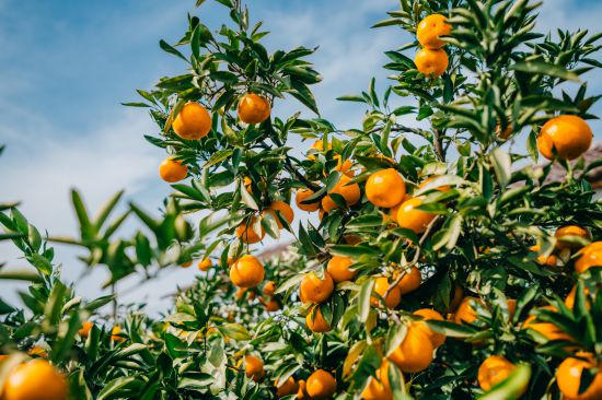 又是一年丰收季长三角特色农产品从田间到餐桌(图5)