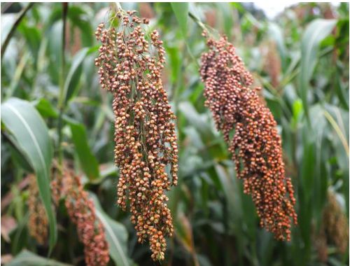 又是一年丰收季长三角特色农产品从田间到餐桌(图9)