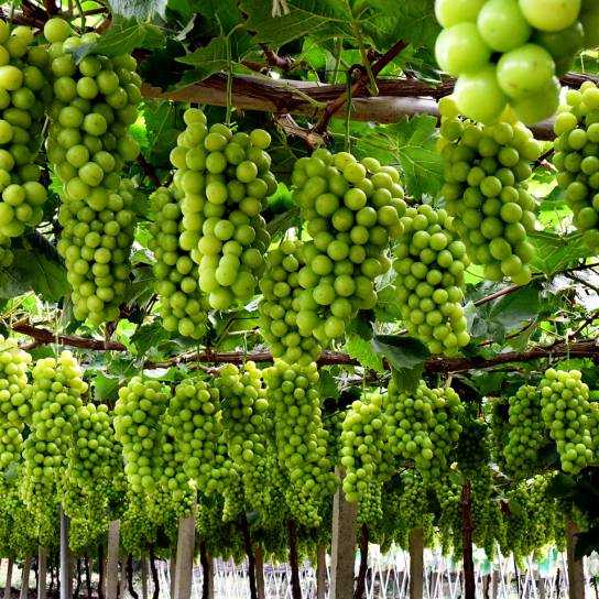 又是一年丰收季长三角特色农产品从田间到餐桌(图7)