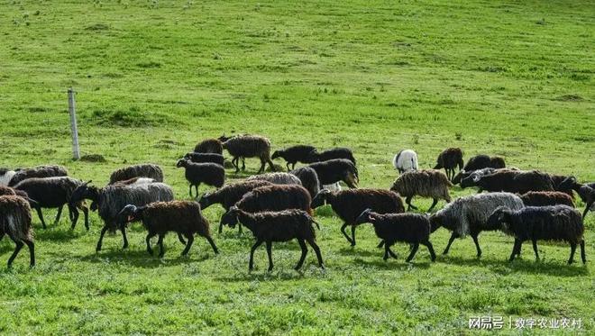 kaiyun体育全站从青藏高原到餐桌：贵南县匠心打造高端黑藏羊肉盛宴(图1)
