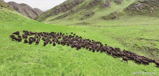kaiyun体育全站从青藏高原到餐桌：贵南县匠心打造高端黑藏羊肉盛宴(图4)