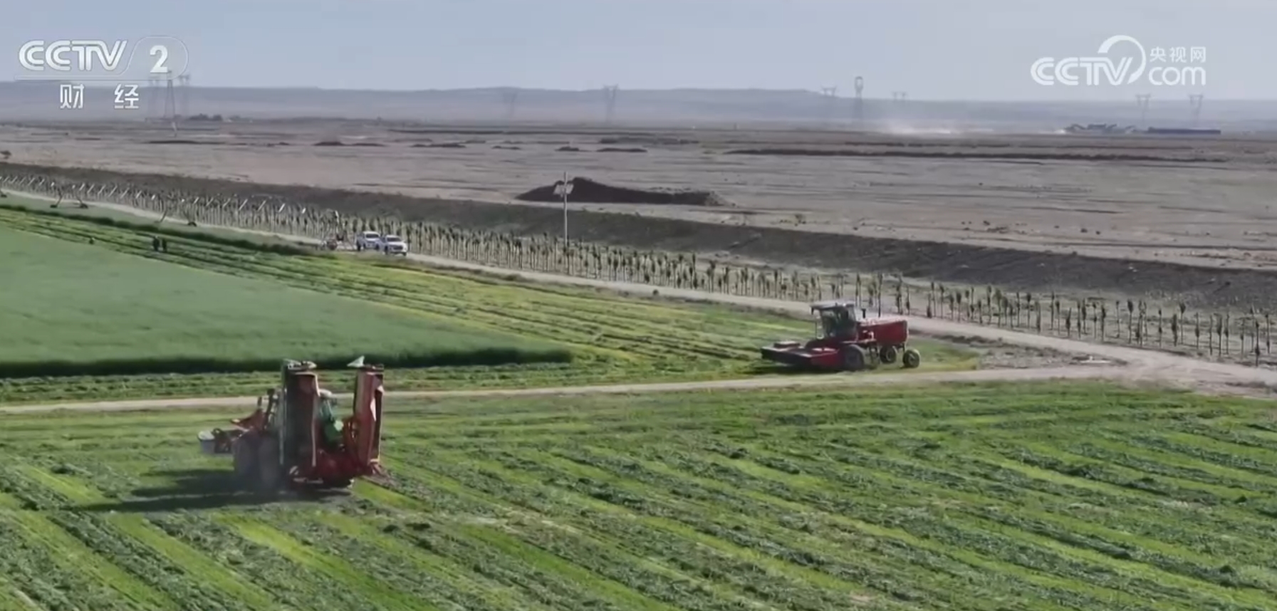 驱“碱”化“盐”让戈壁滩成为饲草基地“柴达木盐羊”走上亚运餐桌(图3)