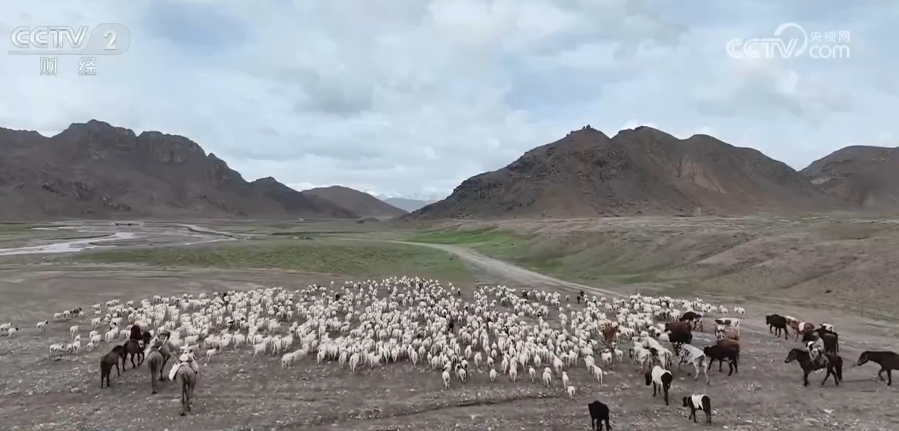 驱“碱”化“盐”让戈壁滩成为饲草基地“柴达木盐羊”走上亚运餐桌(图2)