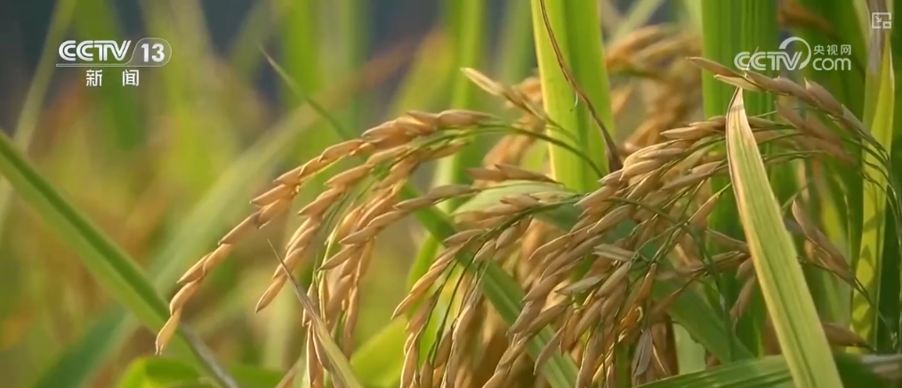 夏粮入仓有底气端好“中国饭碗”！更多优质粮食供给百姓餐桌(图1)