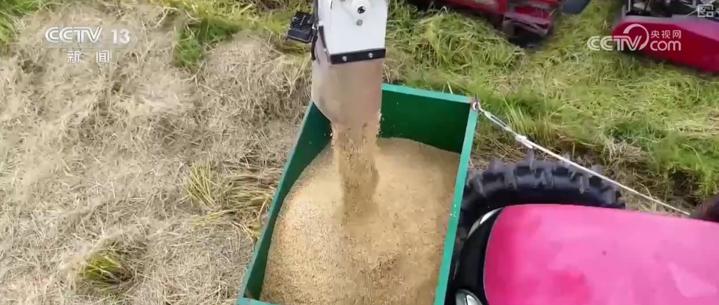 夏粮入仓有底气端好“中国饭碗”！更多优质粮食供给百姓餐桌(图2)