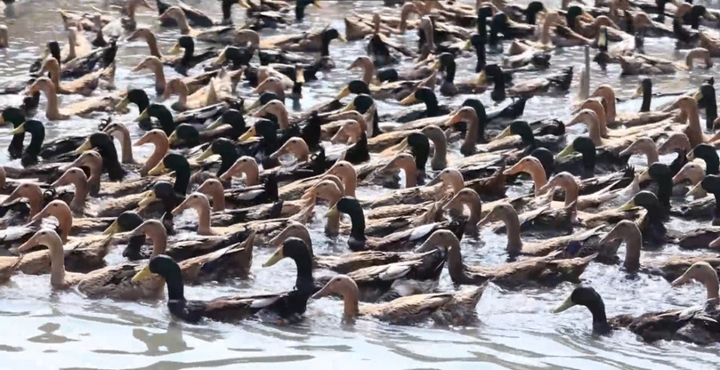 黔东南：从育种到餐桌三穗鸭产业“链”结10亿元(图2)