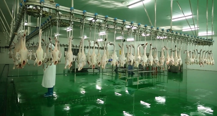 黔东南：从育种到餐桌三穗鸭产业“链”结10亿元(图5)