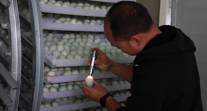 黔东南：从育种到餐桌三穗鸭产业“链”结10亿元(图4)