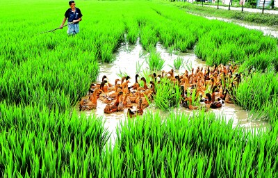 kaiyun体育网页版贵州从江：稻香织梦鱼鸭共歌(图4)