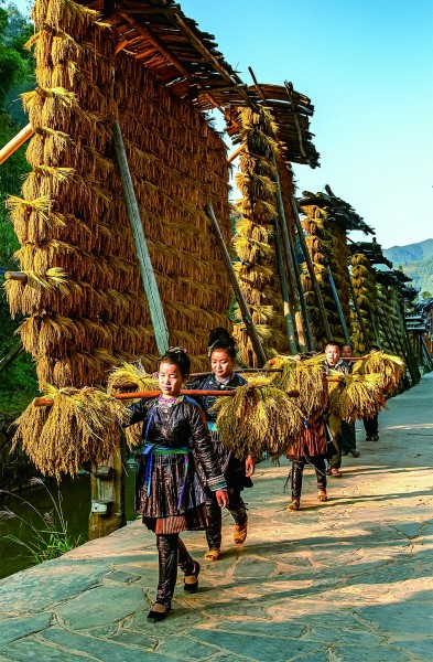 kaiyun体育网页版贵州从江：稻香织梦鱼鸭共歌(图1)