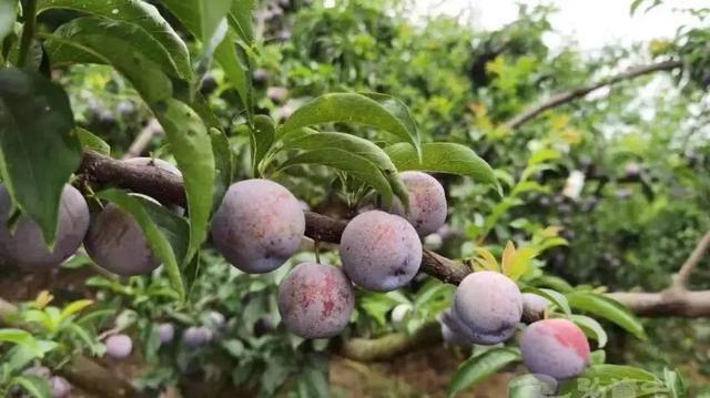 开云体育山西人餐桌上的“下酒菜”哪个让你最“上头”？(图4)