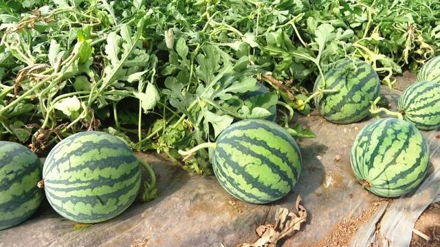 开云体育山西人餐桌上的“下酒菜”哪个让你最“上头”？(图5)