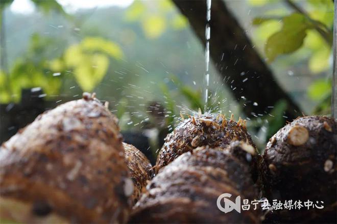 “吃芋头好兆头”秋日餐桌上的低调王者kaiyun体育全站(图1)