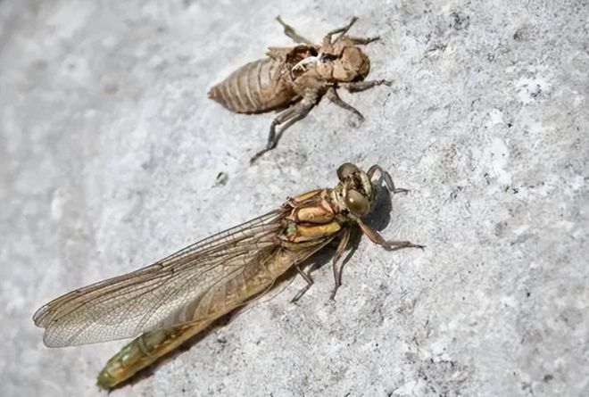 一年能吃掉3千只蚊子8年才能长大被人们当成美食端上餐桌(图7)