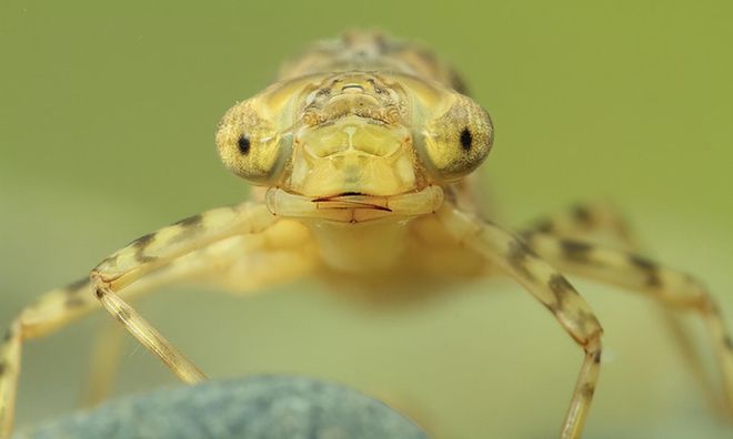 一年能吃掉3千只蚊子8年才能长大被人们当成美食端上餐桌(图6)