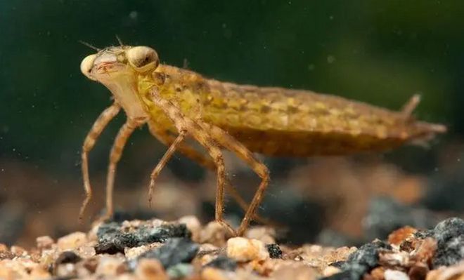 一年能吃掉3千只蚊子8年才能长大被人们当成美食端上餐桌(图2)