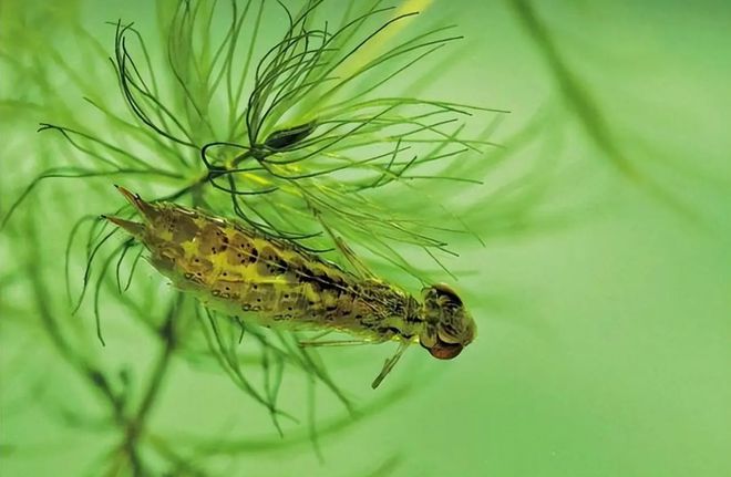 一年能吃掉3千只蚊子8年才能长大被人们当成美食端上餐桌(图4)