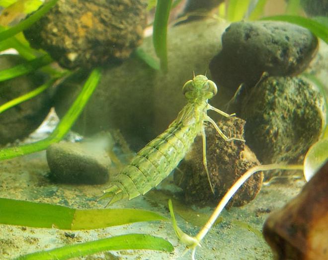 一年能吃掉3千只蚊子8年才能长大被人们当成美食端上餐桌(图12)