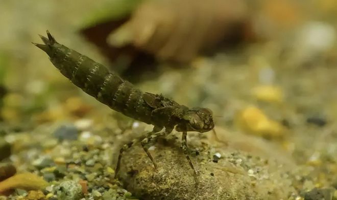 一年能吃掉3千只蚊子8年才能长大被人们当成美食端上餐桌(图9)