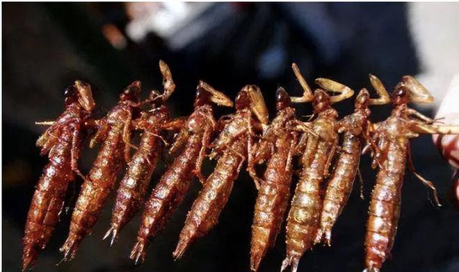 一年能吃掉3千只蚊子8年才能长大被人们当成美食端上餐桌(图10)