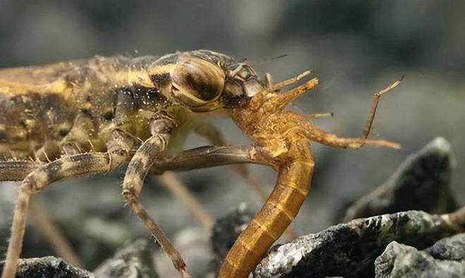 人民网直播跟冬天约好了去湟源！看一颗沙棘如何从田间到餐桌(图3)