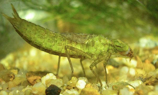 人民网直播跟冬天约好了去湟源！看一颗沙棘如何从田间到餐桌(图13)