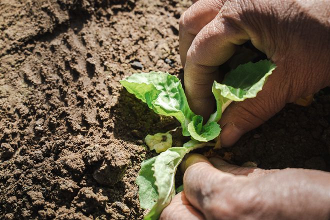 从新鲜牧场到米其林餐桌看朝日唯品如何“拿捏”早餐(图2)