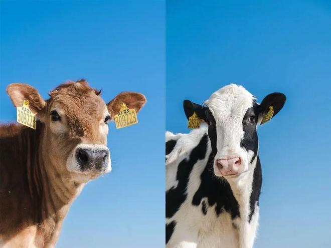 从新鲜牧场到米其林餐桌看朝日唯品如何“拿捏”早餐(图11)