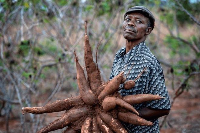 潜伏餐桌的杀手：150克就能致命却被端上餐桌至今仍大量种植(图1)