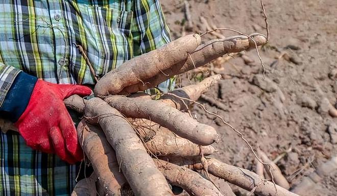 潜伏餐桌的杀手：150克就能致命却被端上餐桌至今仍大量种植(图7)