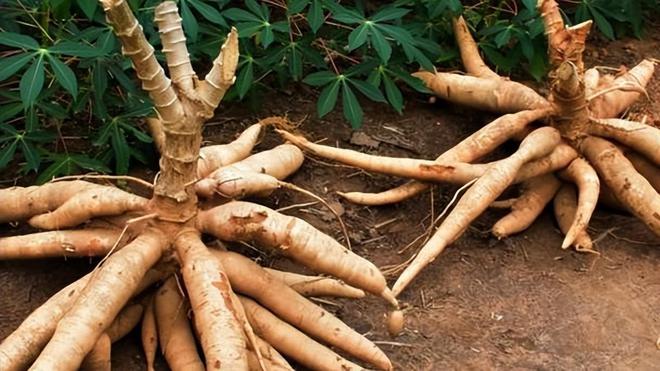 潜伏餐桌的杀手：150克就能致命却被端上餐桌至今仍大量种植(图19)