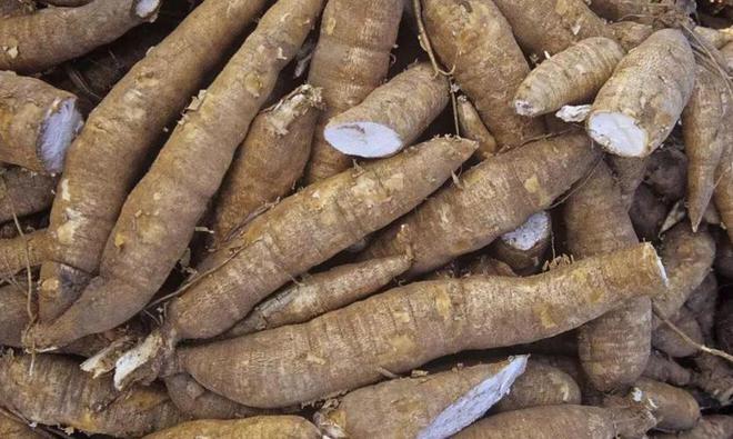 潜伏餐桌的杀手：150克就能致命却被端上餐桌至今仍大量种植(图15)