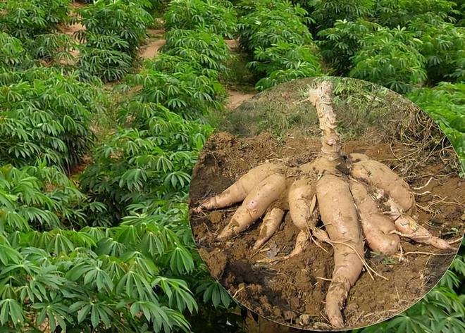 潜伏餐桌的杀手：150克就能致命却被端上餐桌至今仍大量种植(图14)