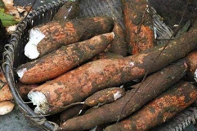 潜伏餐桌的杀手：150克就能致命却被端上餐桌至今仍大量种植(图13)