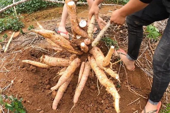 潜伏餐桌的杀手：150克就能致命却被端上餐桌至今仍大量种植(图16)