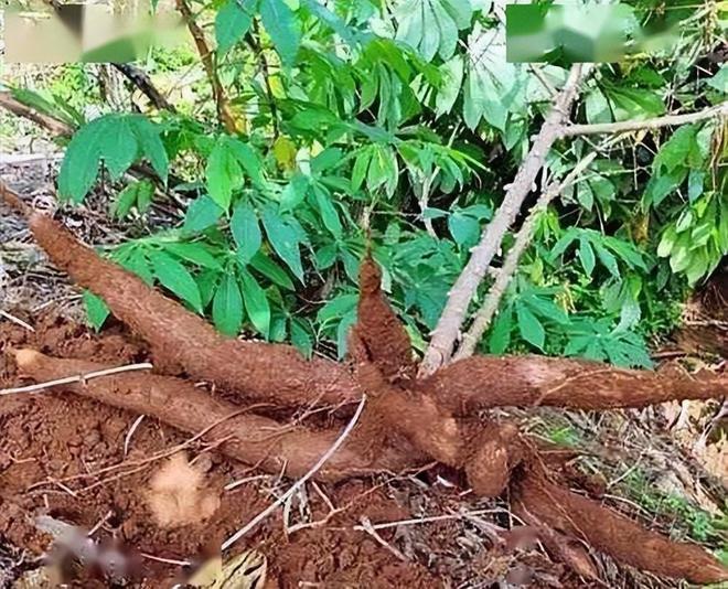 潜伏餐桌的杀手：150克就能致命却被端上餐桌至今仍大量种植(图21)