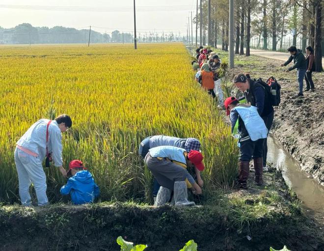 从田间到餐桌松江这群“小稻农”探索“一粒米”的成长旅程(图2)