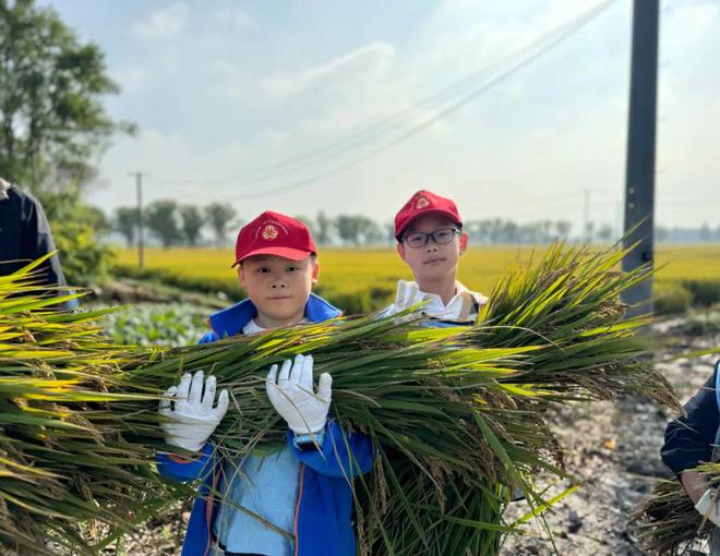 从田间到餐桌松江这群“小稻农”探索“一粒米”的成长旅程(图1)