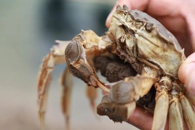 从蟹塘到餐桌：淘工厂赋能蟹博士产业升级(图1)